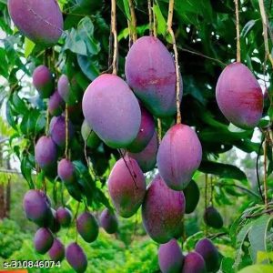 ১০ পিচ রঙিন আম চারার প্যাকেজ